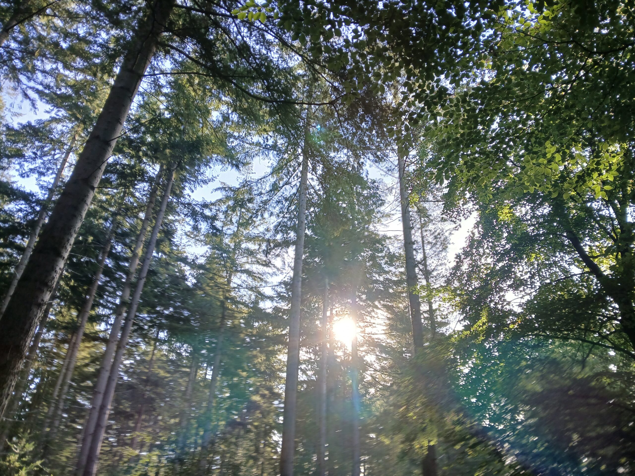 zonlicht