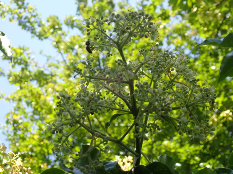 bijenboom
