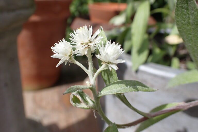 Edelweiss