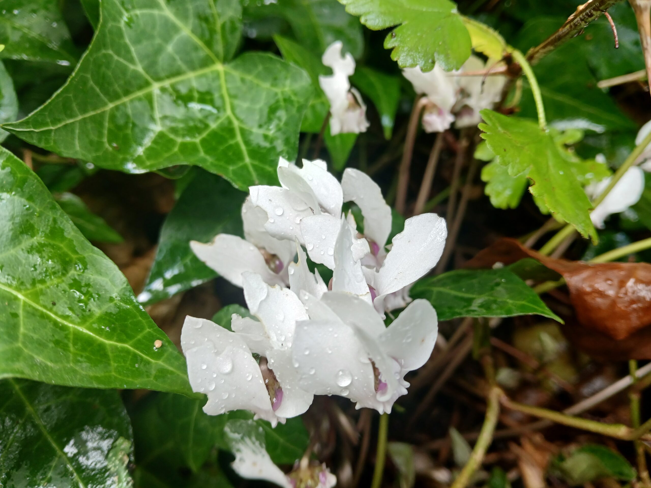 cyclamen