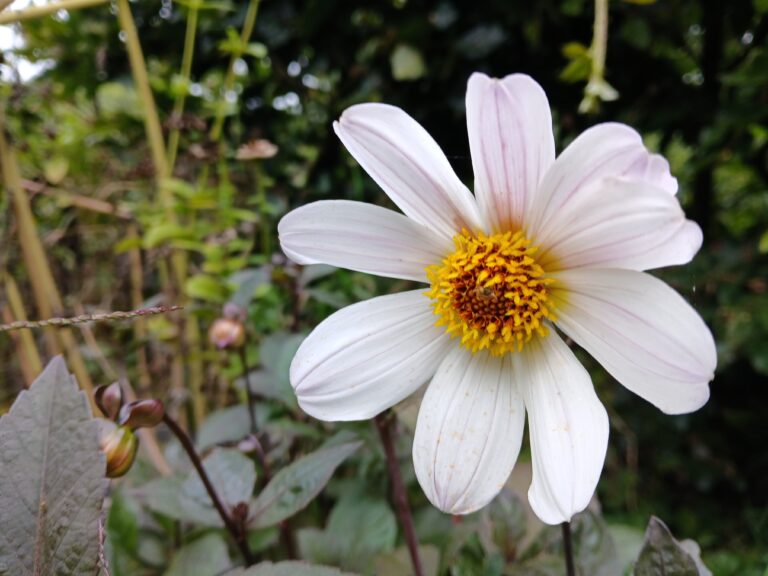 Dahlia