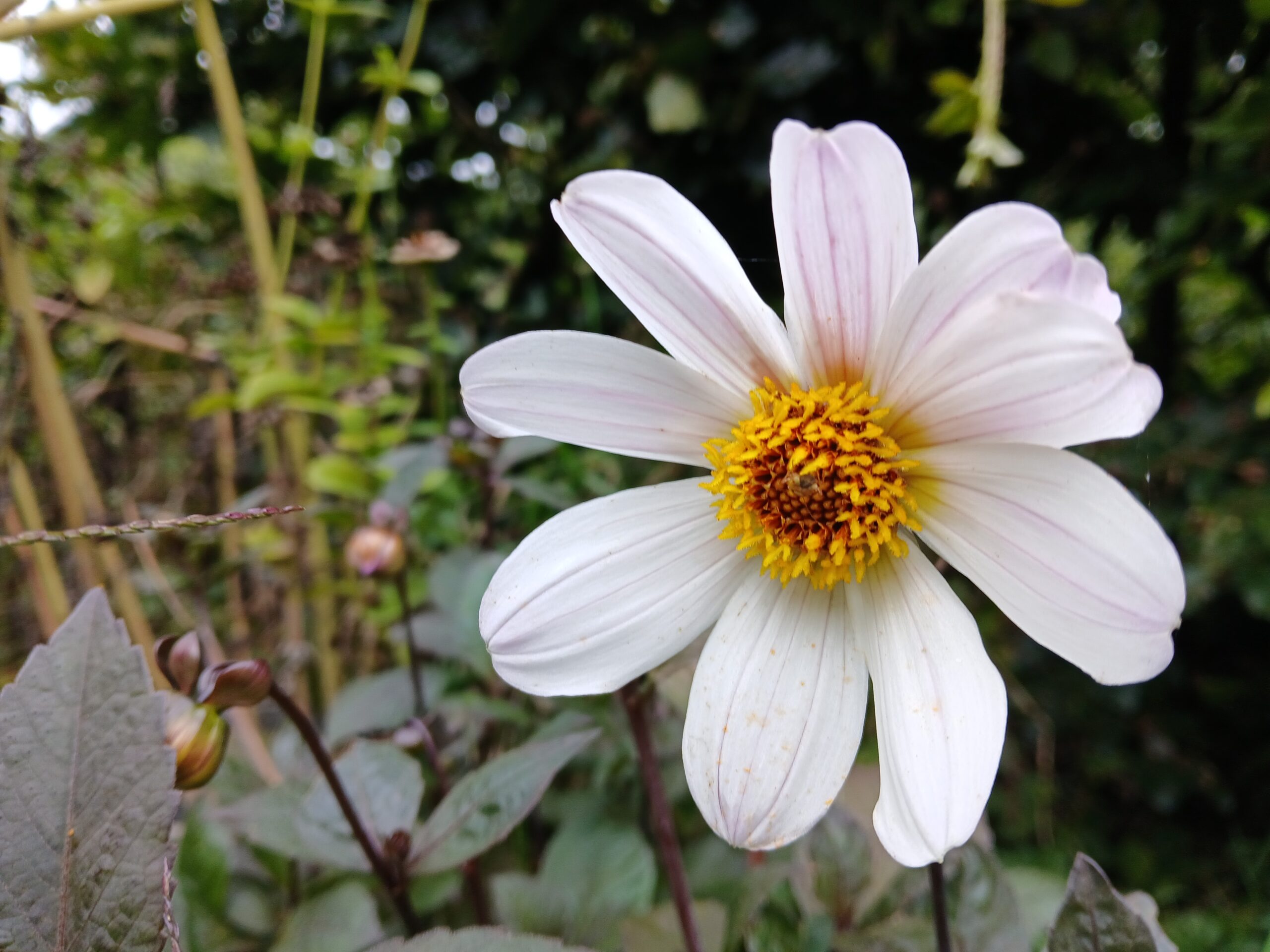 Dahlia
