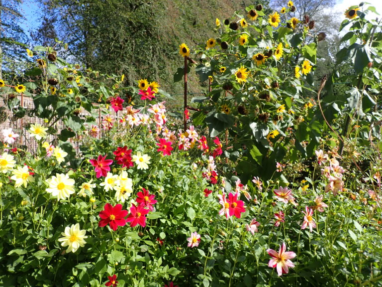 bloemen