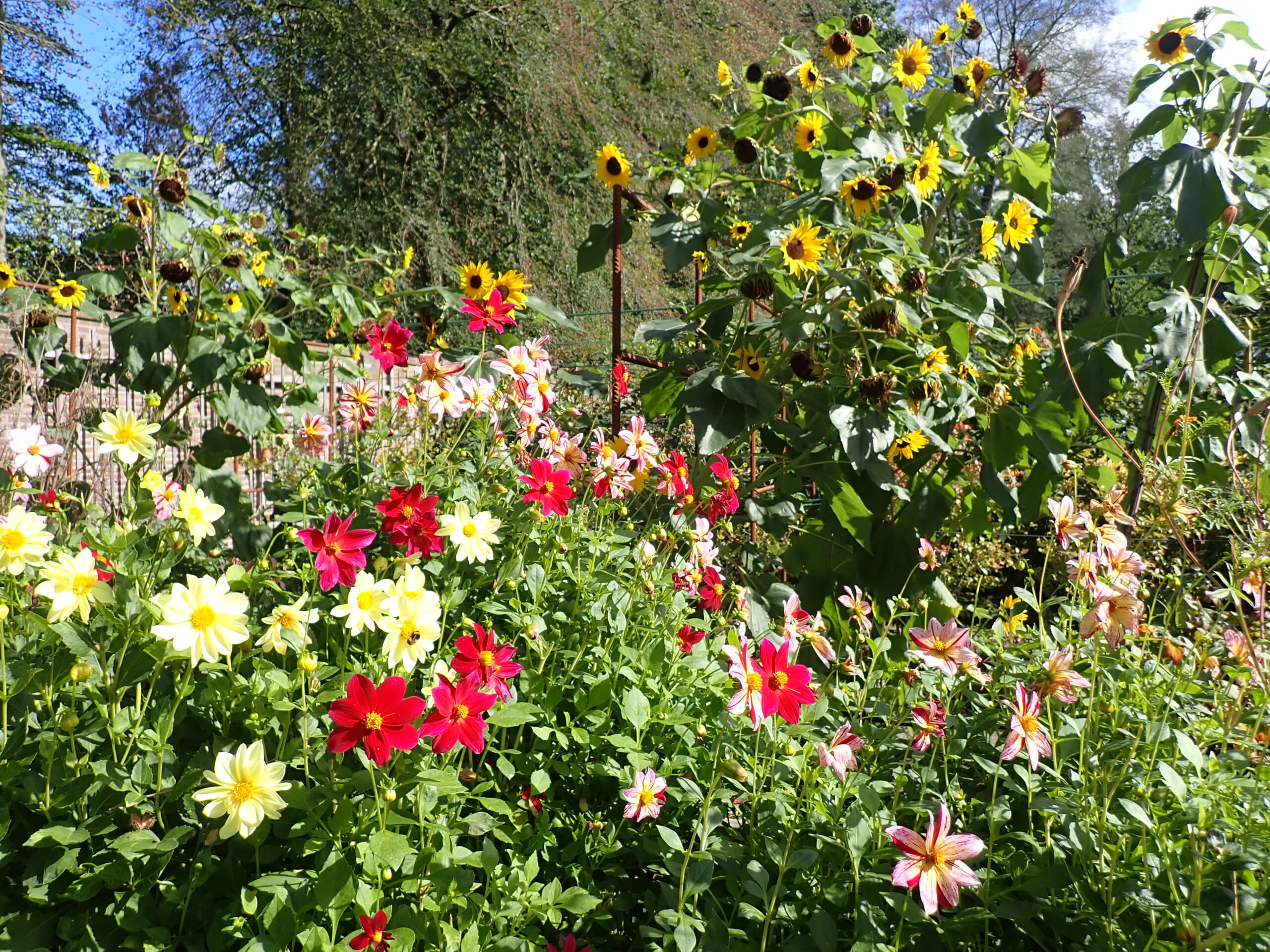 bloemen