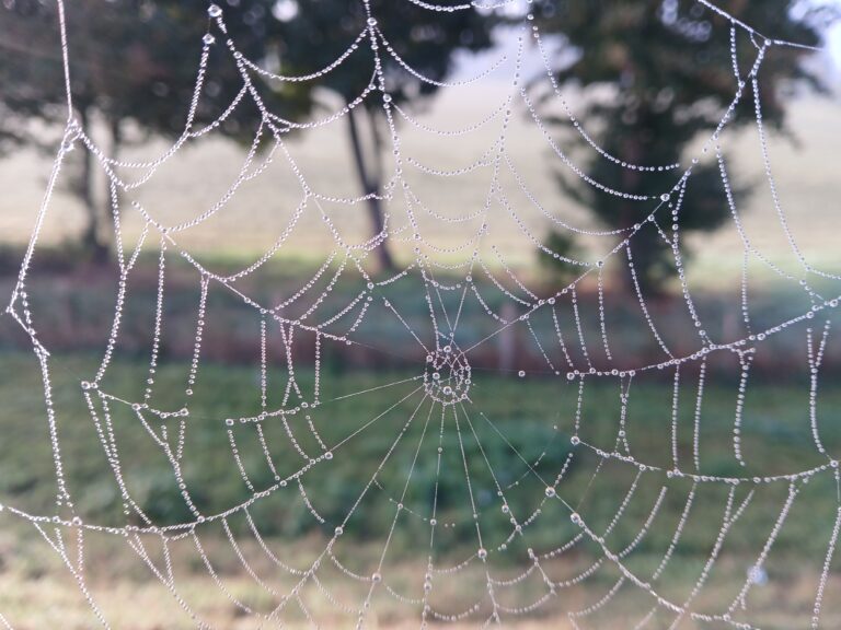 spinnenweb