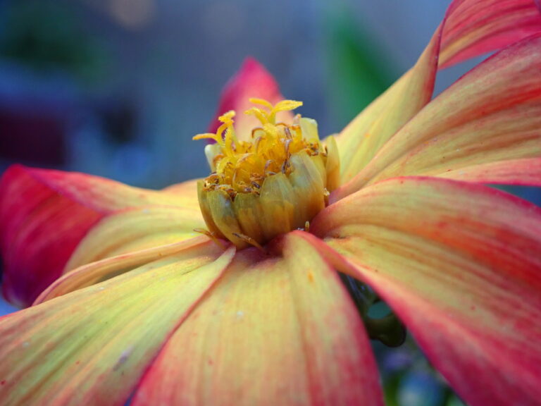 Dahlia