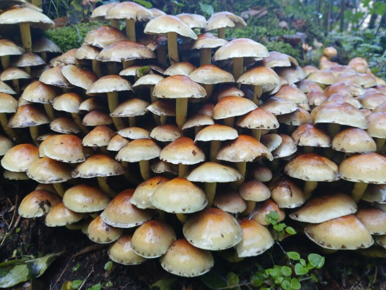 paddenstoelenbos