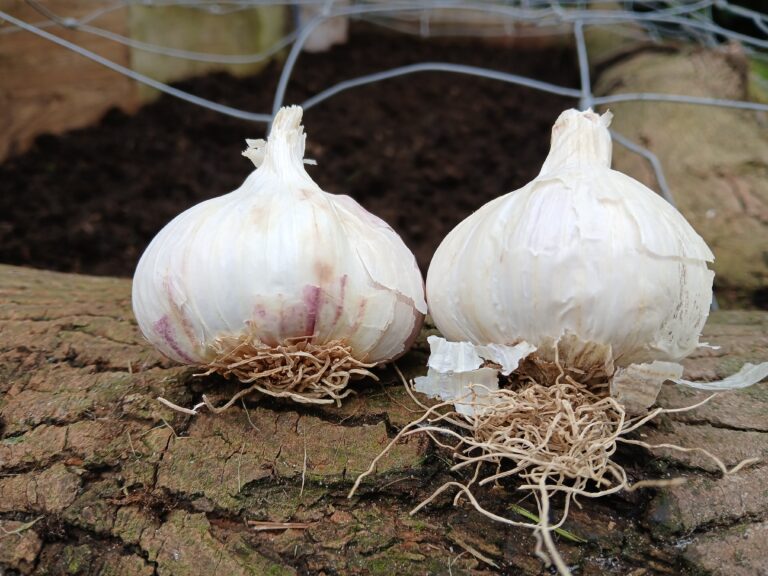 knoflook