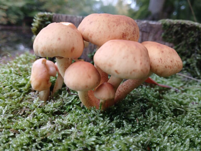 paddenstoelen