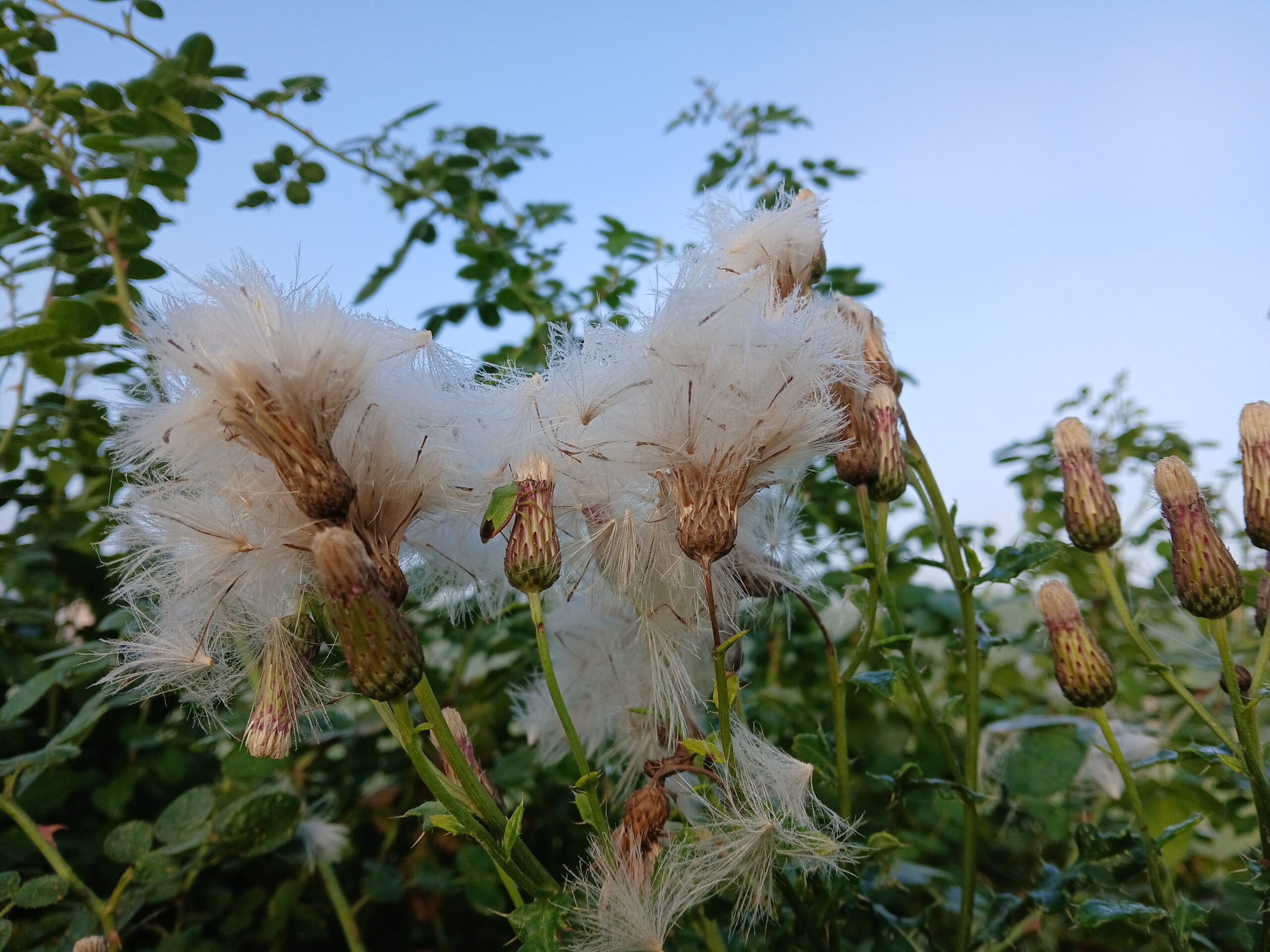 pluis