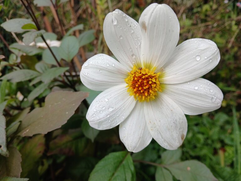 Dahlia