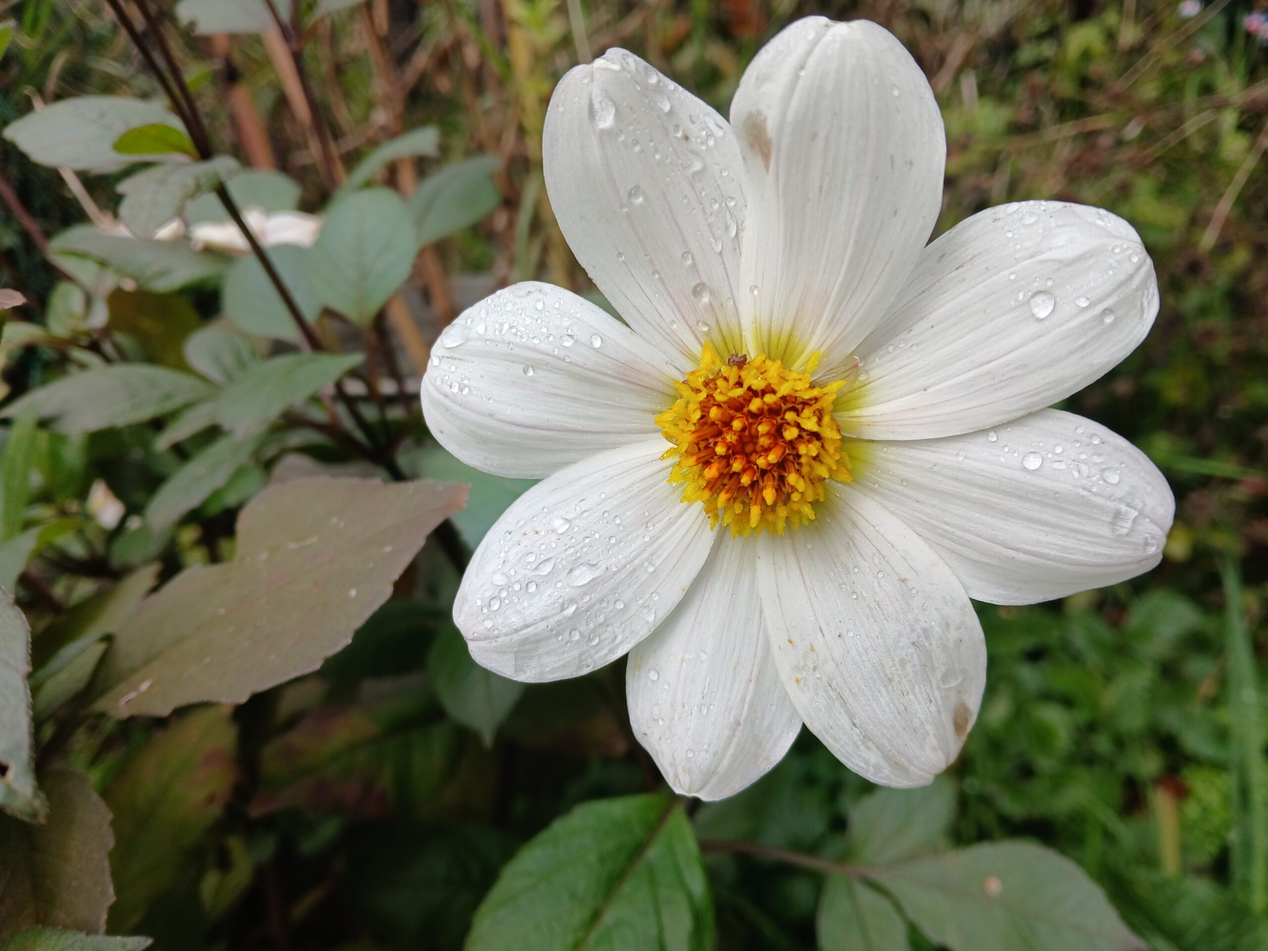 Dahlia