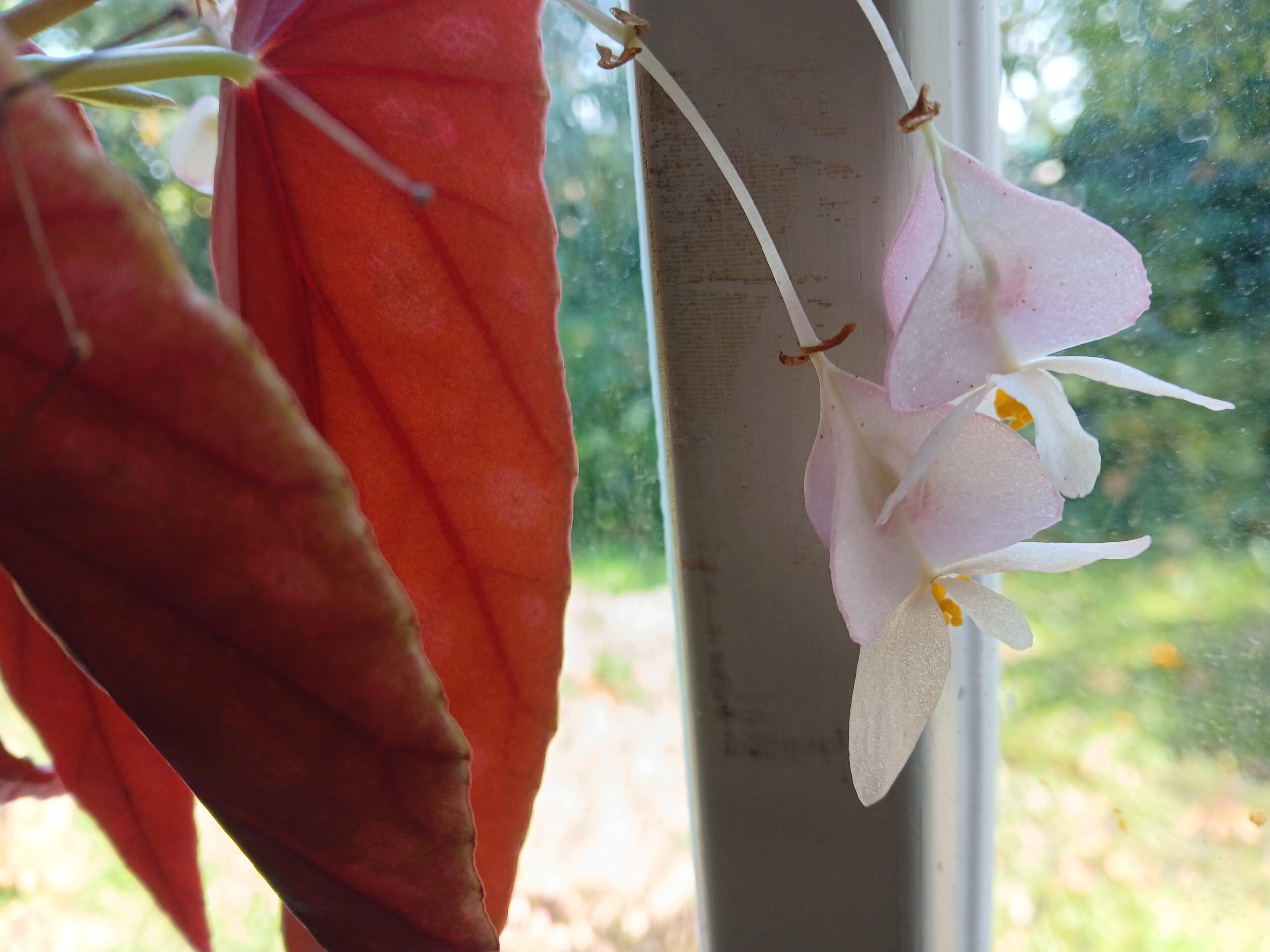 stippenbegonia
