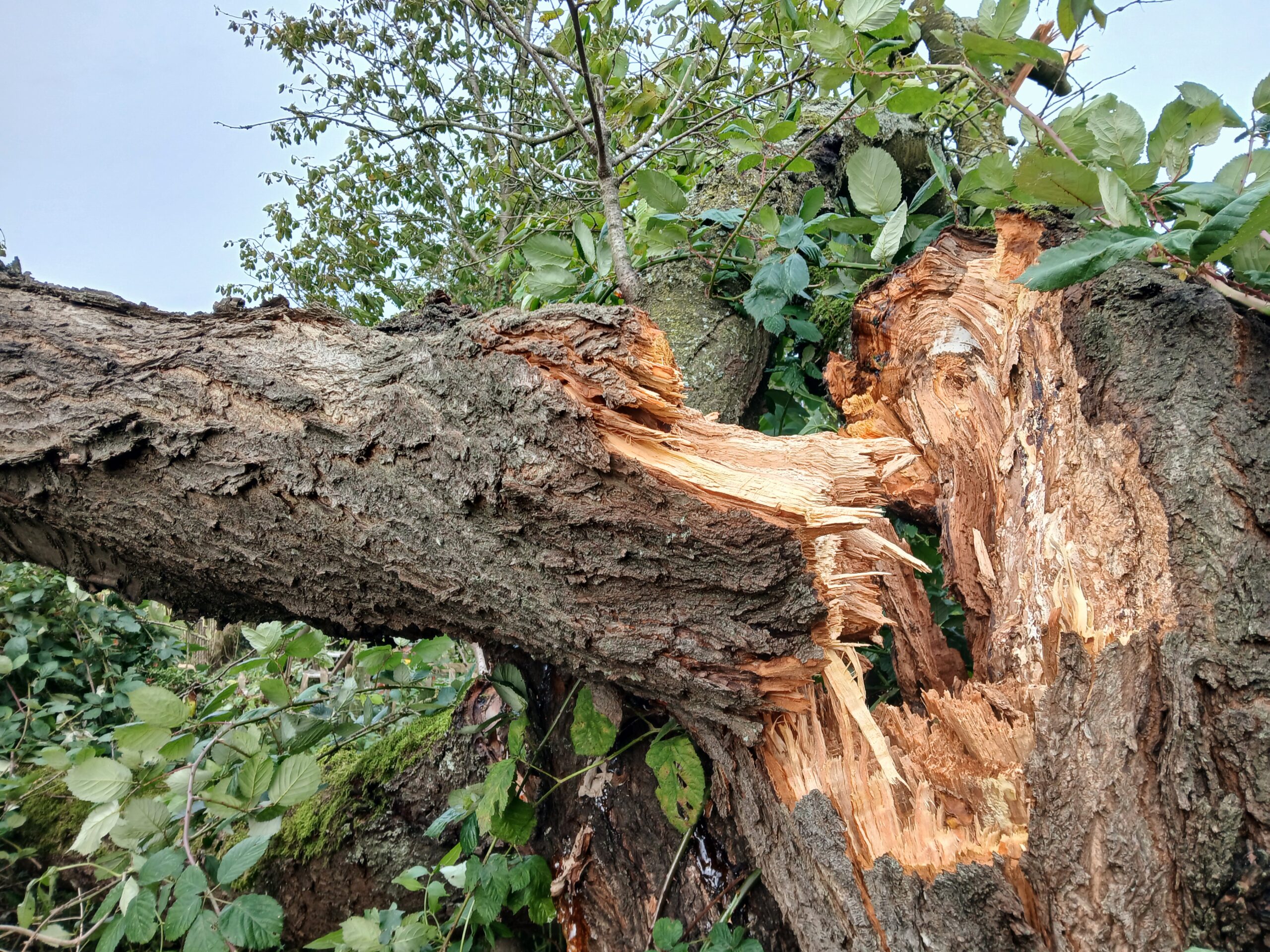 natuurgeweld